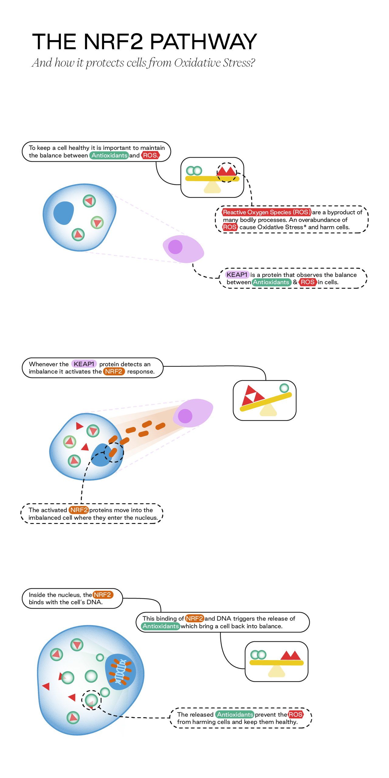 NRF2KAEP1 SM NoLogo