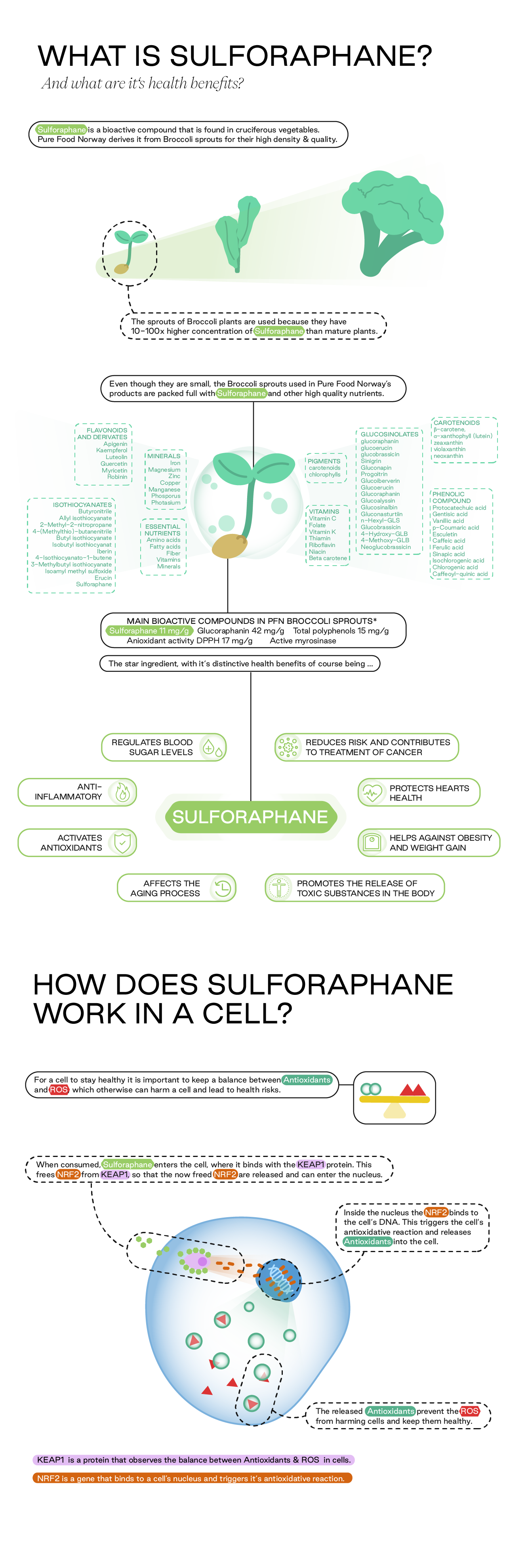 Sulforaphane SM NoLogo